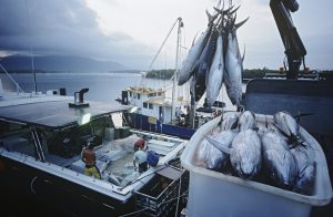 <p>图片来源：<a href="http://www.thinkstockphotos.co.uk/image/stock-photo-tuna-fish-in-container-on-fishing-boat-dawn/82632983">Thinkstock</a></p>
