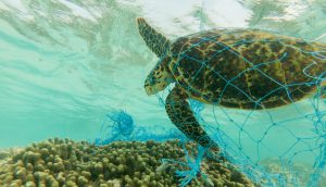 <p>Creating a floor value for plastic waste who deter manufacturers from using virgin material and encourage the use of recycled plastic instead (Image: <a href="http://www.thinkstockphotos.co.uk/image/stock-photo-green-sea-turtle-and-discarded-fishing-net/900317498/popup?src=history">Aryfahmed</a>)</p>