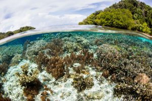<p>Healthy corals grow in the shallows fringing an island in Raja Ampat, Indonesia. This area is known as the &#8220;heart of the Coral Triangle&#8221; due to its incredible marine biodiversity. Source: <a href="http://www.thinkstockphotos.com/image/stock-photo-gorgeous-corals-in-raja-ampat-shallows/907769034">Velvetfish/ Thinkstock</a></p>
