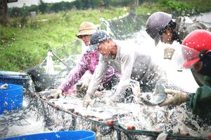 <p>China’s vast collection of small scale and largely unregulated fish farms produce over 58 million tonnes annually (Image by Han Han)</p>