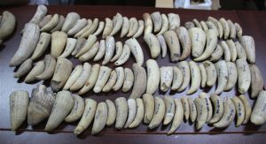 <p>Sperm whale teeth examined by Zheng Ruiqiang and his team. (Image: Zheng Ruiqiang)</p>