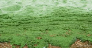 <p>Frequent algal blooms are a symptom of China&#8217;s deteriorating coastal waters. Image: <a href="http://www.greenpeace.org/china/zh/news/stories/food-agriculture/2008/06/algae/">Greenpeace</a></p>