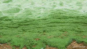 <p>图片来源：<a href="http://www.greenpeace.org/china/zh/news/stories/food-agriculture/2008/06/algae/">绿色和平</a></p>