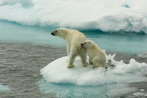 <p>A polar bear and her cub on sea ice in the Arctic north of Svalbard (Image © Larissa Beumer / Greenpeace)</p>