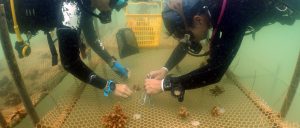 <p>Divers place coral fragments that have dropped from the existing reef on netting so it can regrow (Image: <a href="https://www.weibo.com/5945394212/GvW8pxWKQ?type=comment#_rnd1538652016444">Dive for Love</a>)</p>