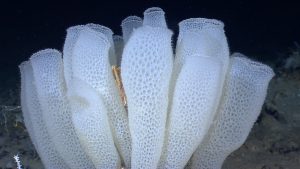 <p>A group of “Venus’ flower basket” glass sponges, with a squat lobster in the middle (Image: <a href="https://photolib.noaa.gov/Collections/Voyage/Ocean-Exploration/Modern-Expeditions/OER/Gulf-2012/emodule/1423/eitem/90654">NOAA</a>)</p>