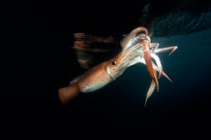 <p>茎柔鱼（美洲大赤鱿）。图片来源：Alamy</p>