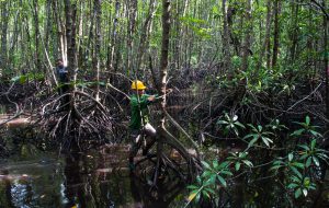 <p>A researcher measures the diameter of a mangrove in West Kalimantan, Indonesia (Image: Kate Evans / <a href="https://www.flickr.com/photos/cifor/35759944010/in/album-72157632933826873/">CIFOR</a>, <a href="https://creativecommons.org/licenses/by-nc-nd/2.0/">CC BY-NC-ND 2.0</a>)</p>