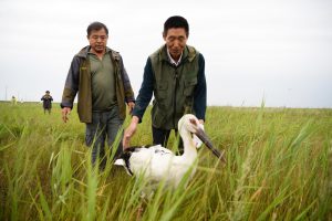 <p>Volunteers release a rescued oriental white stork at a nature reserve in Heilongjiang (Image: Alamy)</p>
