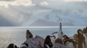 <p>Chinstrap penguins photographed this year in Antarctica (Image © <a href="https://media.greenpeace.org/C.aspx?VP3=DirectSearch&amp;AID=KWF6MY9GUJI" target="_blank" rel="noopener" data-saferedirecturl="https://www.google.com/url?q=https://media.greenpeace.org/C.aspx?VP3%3DDirectSearch%26AID%3DKWF6MY9GUJI&amp;source=gmail&amp;ust=1605877091821000&amp;usg=AOvVaw074VXKqjz63ErPnfXt0nwi">Christian Åslund / Greenpeace</a>)</p>