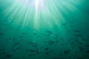 <p>Tweaking marine chemistry to increase the alkalinity is one means of carbon dioxide removal being considered in the fight against climate change</p>