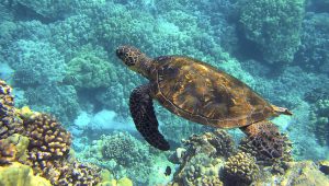 <p>The price for one hawksbill turtle in the Philippines and Vietnam can be as low as US$70, but a finished taxidermy product can sell for more than US$1000 in China (Image：<a class="hover_opacity" href="https://pixabay.com/en/sea-turtle-hawaiian-sea-turtle-547162/">bphelan</a>）</p>