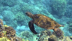 <p>图片来源：<a class="hover_opacity" href="https://pixabay.com/en/sea-turtle-hawaiian-sea-turtle-547162/">bphelan</a></p> <p>&nbsp;</p>