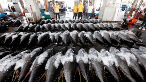 <p>The Chinese government rarely makes any public response to overfishing by Chinese vessels in far-off waters, despite frequent international criticism (Image: <a href="https://media.greenpeace.org/CS.aspx?VP3=SearchResult&amp;VBID=27MZV8R902J5F&amp;SMLS=1&amp;RW=880&amp;RH=804#/SearchResult&amp;VBID=27MZV8R902J5F&amp;SMLS=1&amp;RW=880&amp;RH=804&amp;PN=3&amp;POPUPPN=131&amp;POPUPIID=27MZIFVVE8DL">Alex Hofford/Greenpeace</a>)</p>
