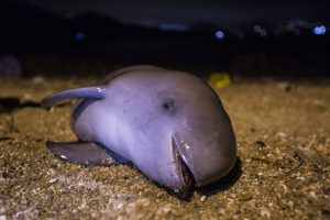 <p>A stranded finless porpoise washed up on Hong Kong’s Lamma Island (Image © Gary Stokes/OceansAsia)</p>