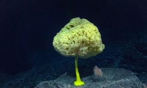 <p>这只黄色海绵拍摄于中太平洋2479米深的西贝柳斯海山。由于这里深度大，缺乏阳光，植物无法进行光合作用，故无法生存。而海底这些物种则主要靠食用从上部沉积下来的有机物为生。图片来源：NOAA</p>