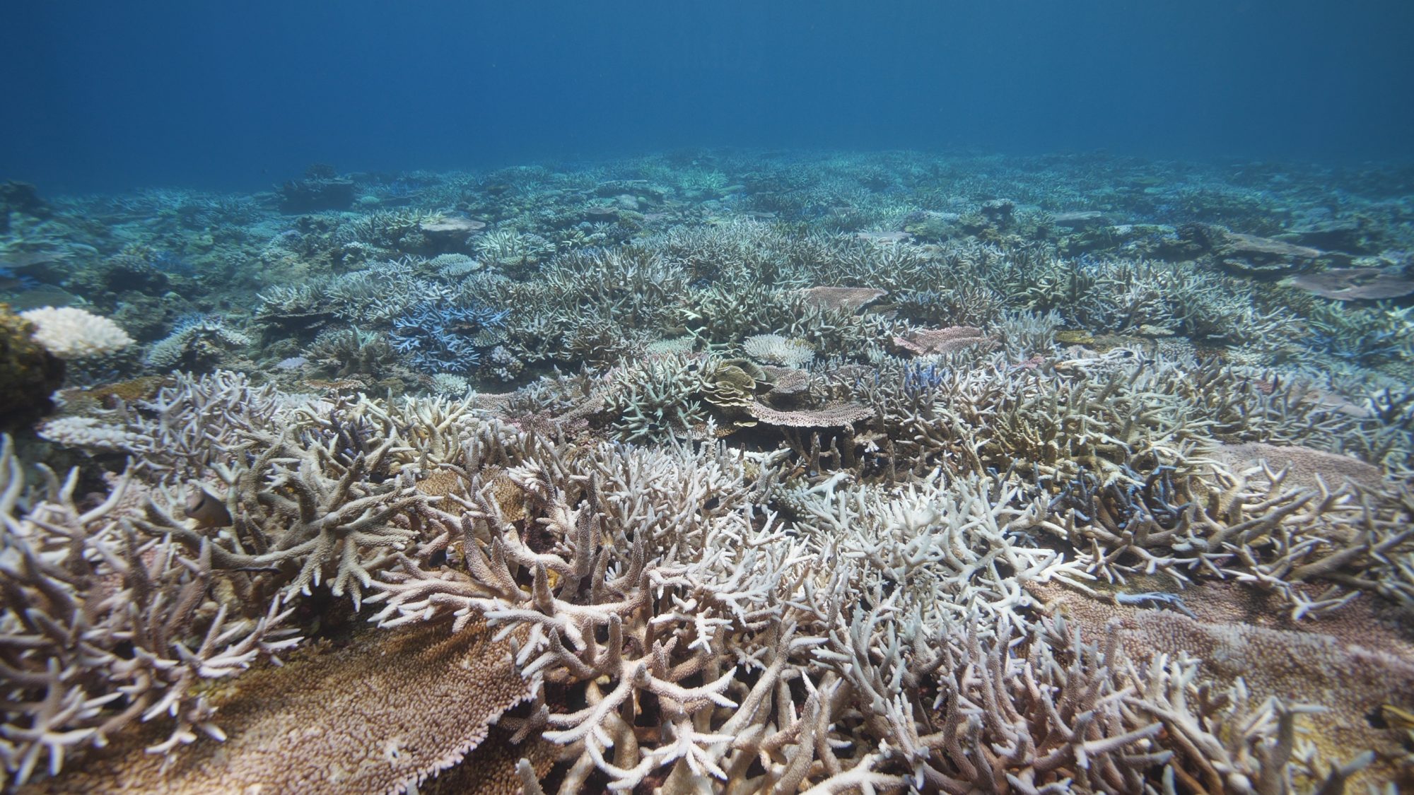 西沙群岛 珊瑚礁白化