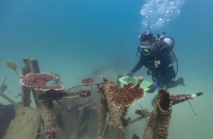 <p class="p1"><span class="s1">一名志愿潜水员在海南岛附近的亚热带水域检查移植珊瑚的生长情况。图片来源：Yang Guanyu / Alamy</span></p>