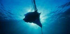 <p>The population of the giant manta ray has plummeted over the last 20 years, in part because of the popularity of their gill plates in traditional Chinese medicine (Image: Jeff Rotman / Alamy)</p>