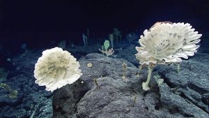 <p>在海底约2360米深处发现的一对高密度的Farreid玻璃海绵（Farreid glass sponges）。在这一深度下也发现了珊瑚的身影，但丰度较低。图片背景处为虹柳珊瑚（Iridogorgia）和竹珊瑚（bamboo coral）。图片来源：NOAA Office of Ocean Exploration and Research</p>
