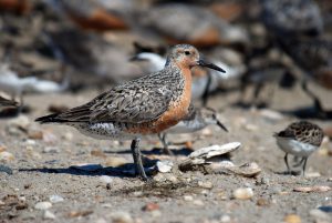 <p>&#8220;If children learn the story of the red knot, they may come to love this Earth and want to protect it.&#8221; (Image: <a href="https://www.flickr.com/photos/usfwsnortheast/4035558928/in/album-72157622516772109/">Gregory Breese / USFWS</a>)</p>