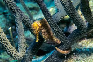 <p>Mexican seahorses are smuggled to China for use in traditional medicine (Image: Alamy)</p>