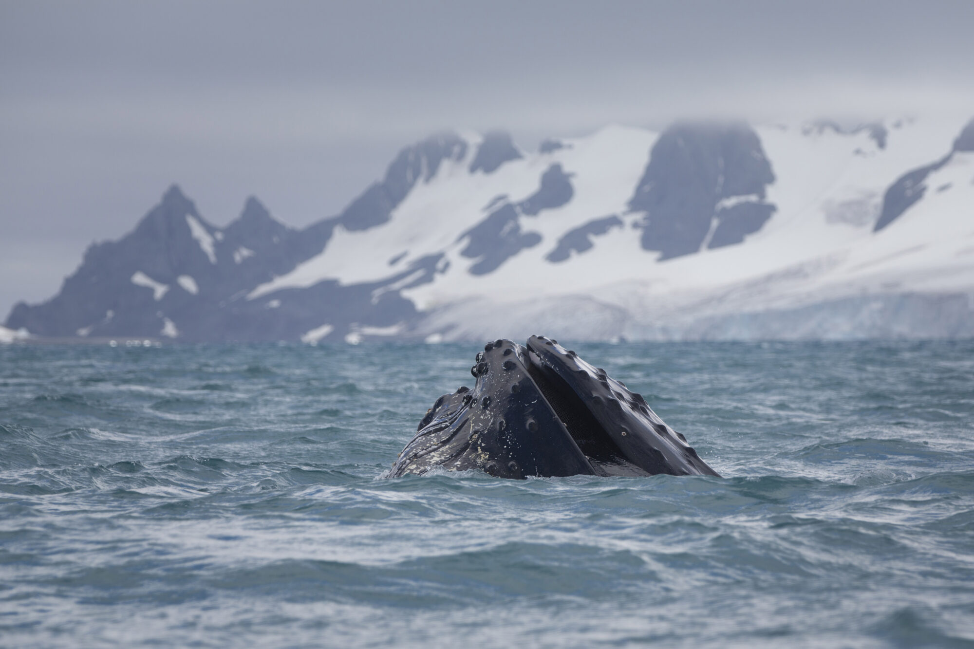 Humpback whales swim in the waters off Half Mood Island, Antarctica.