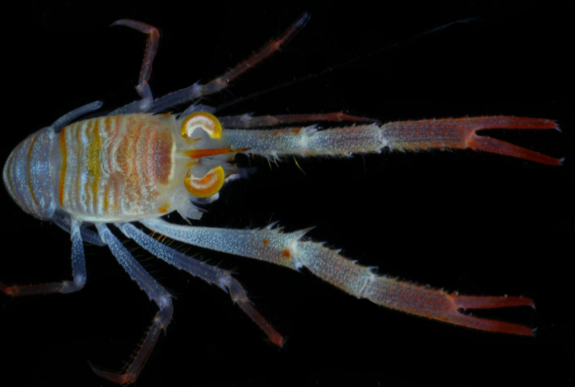 Munida sp., a new species of the crustacean Munida Leach, found at 200 meters below the sea surface in the Nazca-Desventuradas marine park