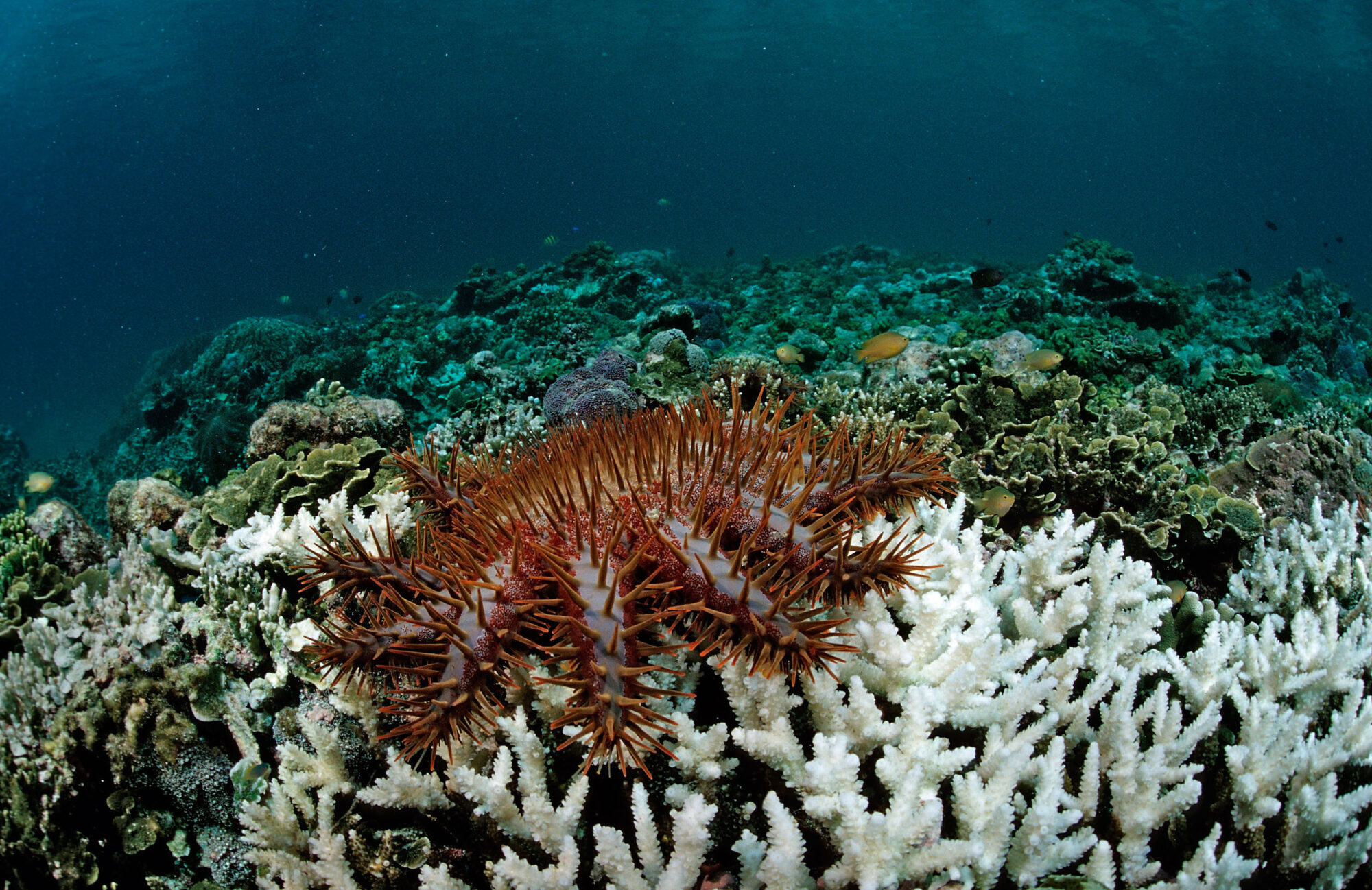 crown-of-thorns starfish have severely damaged coral in the Great Barrier Reef