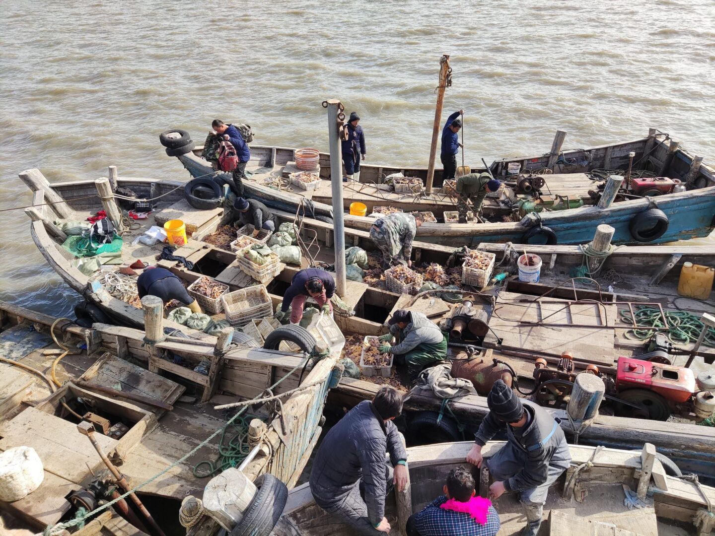 Local fishers in Jiaouzhou Bay were allowed to use banned "cage nets" to help deal with the recent seastar outbreak