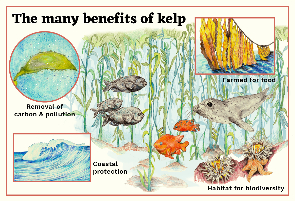 Kelp benefits