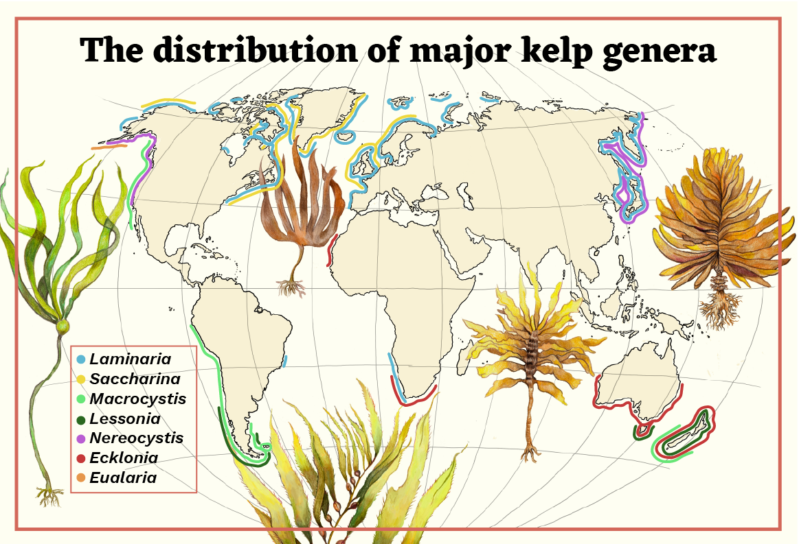 the distribution of major kelp genera