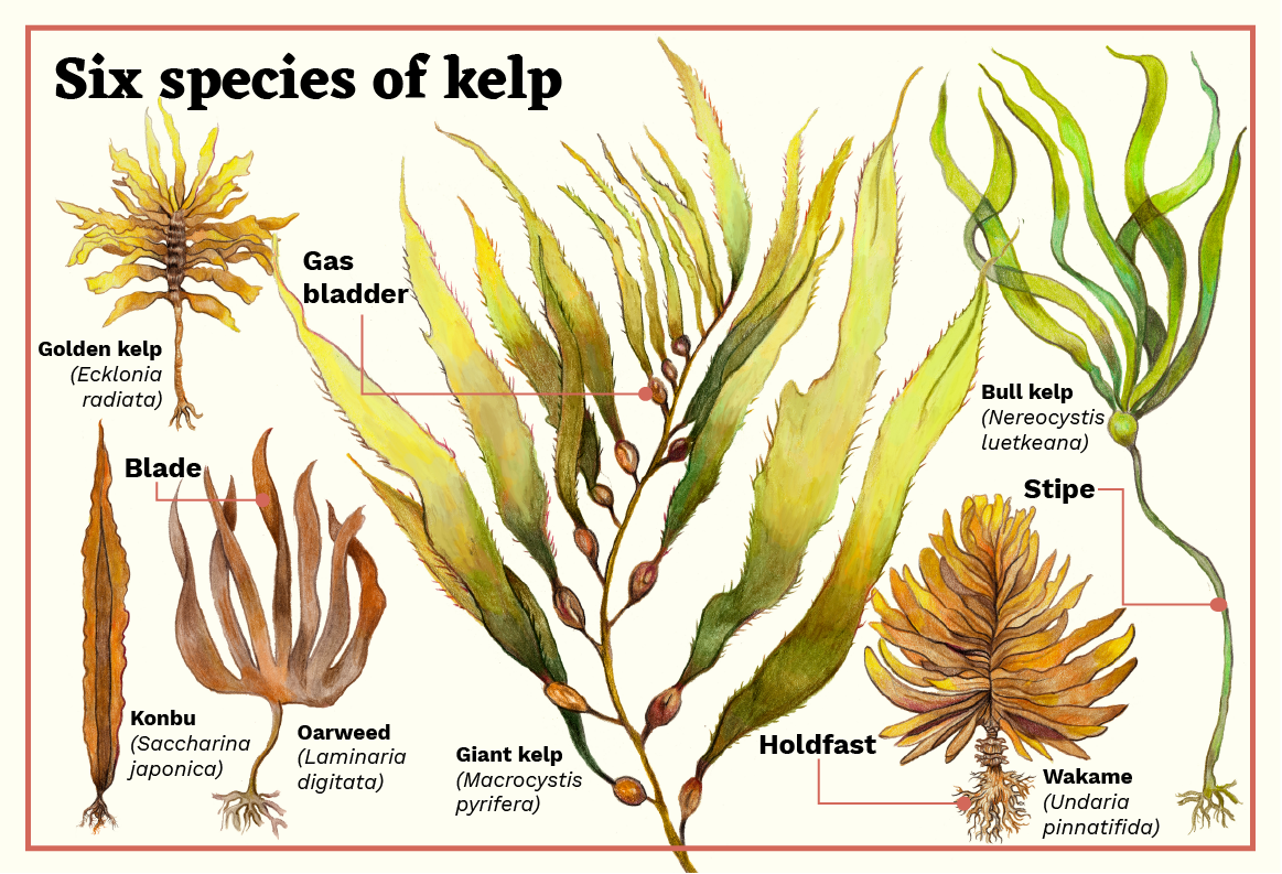 Kelp species