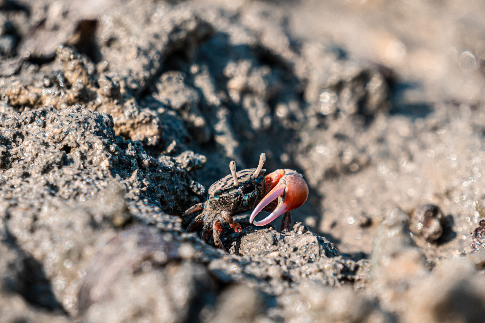 A crab scuttles through the mud in the Qinglan Mangrove Reserve 