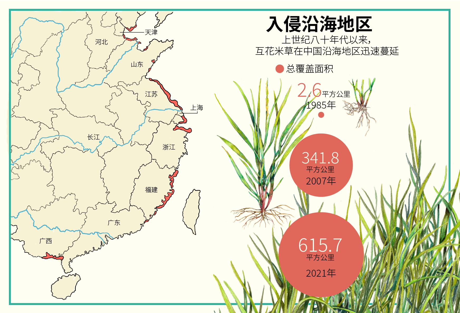 Cordgrass invading China's coast