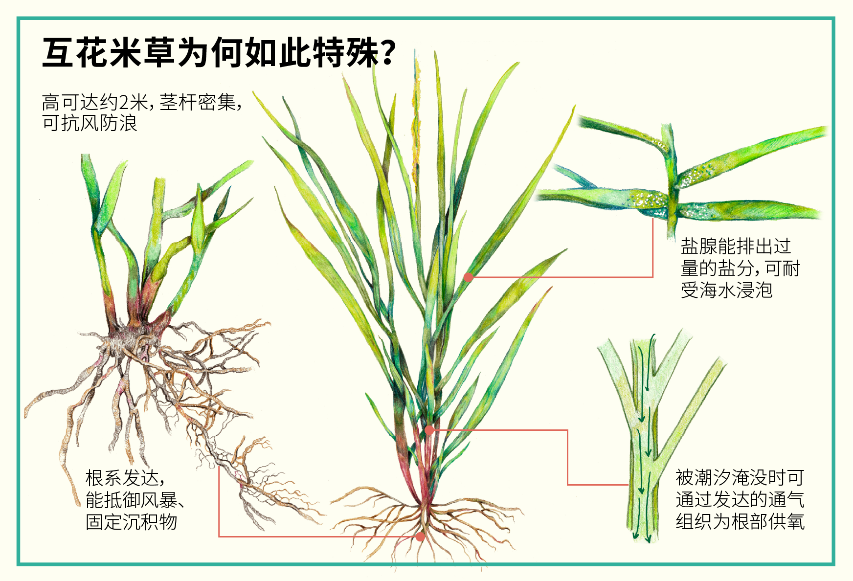 Characteristics of cordgrass