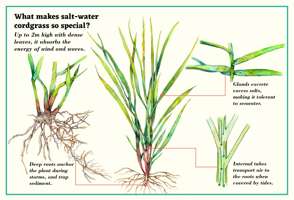 What makes salt-water cordgrass so special