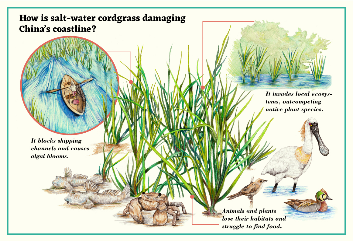 Salt-water cordgrass causes damages to China's coast