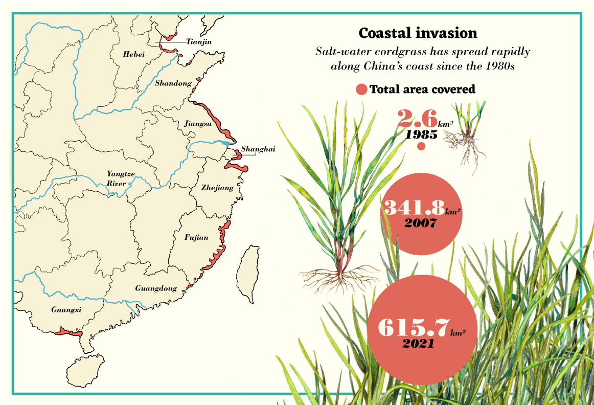 Coastal invasion of cordgrass