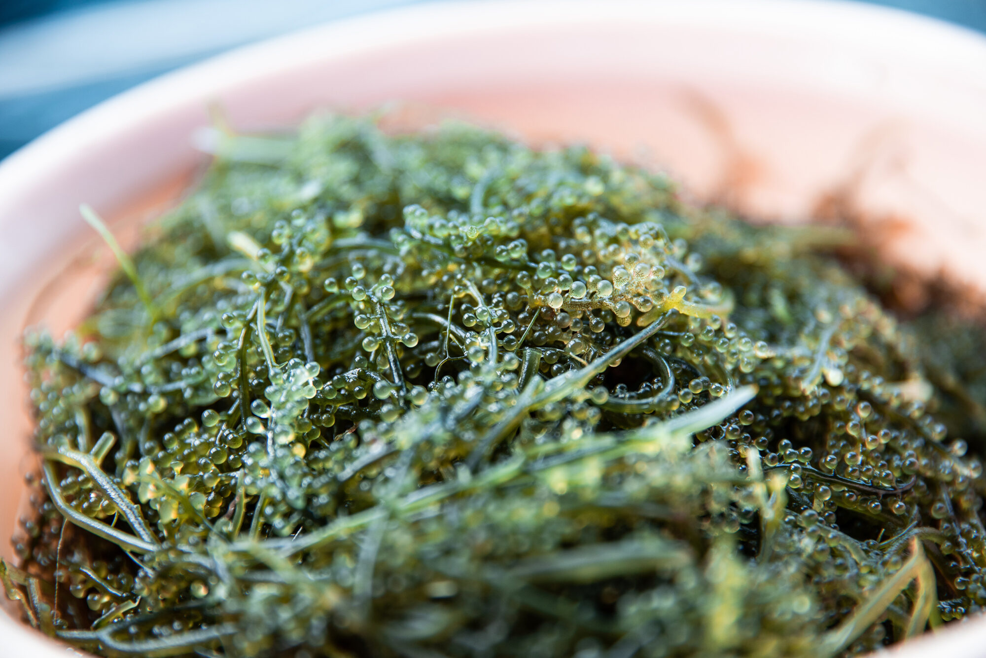 Seagrape, a seaweed, is already being farmed in Huiwen