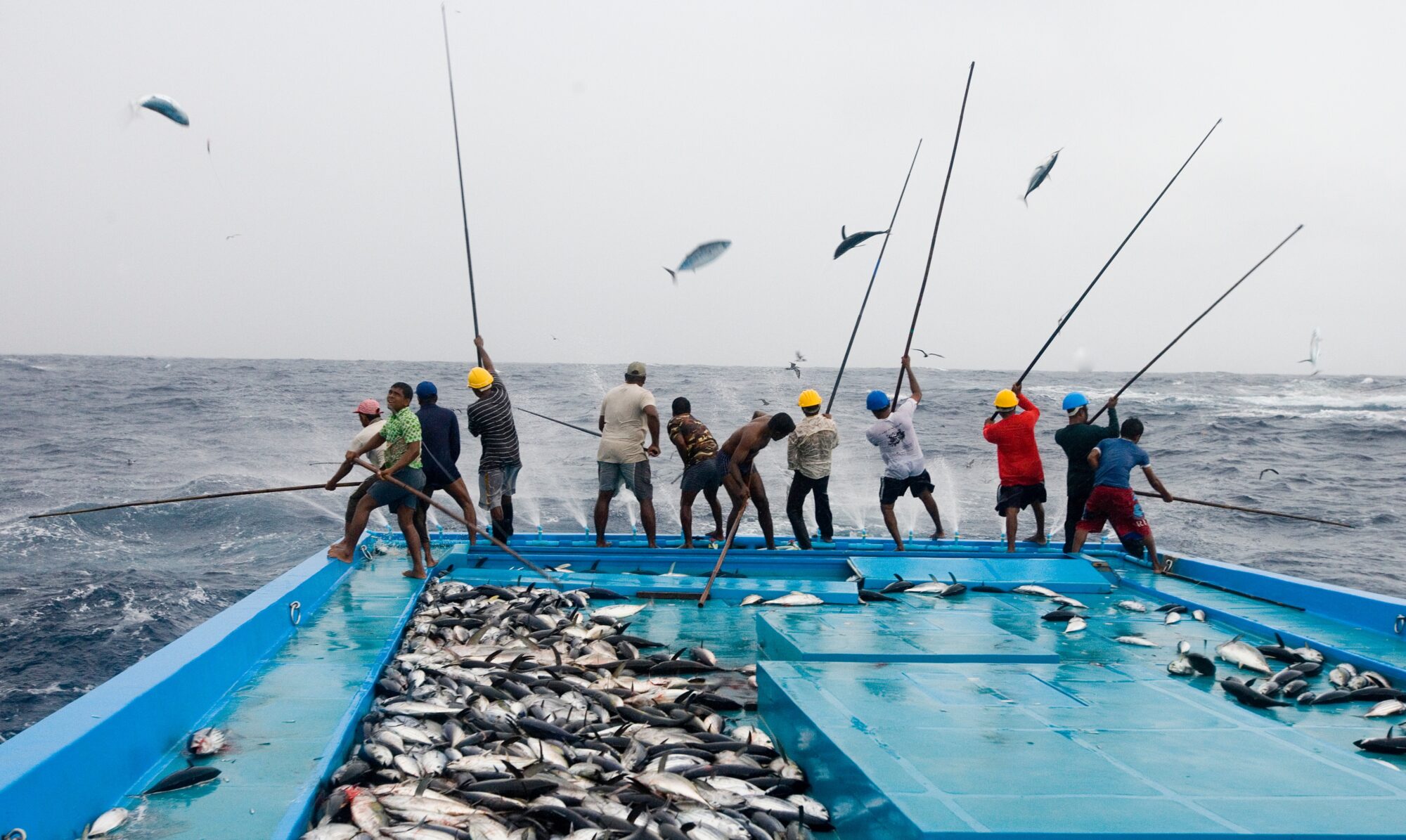 Fishermen Catch Tuna