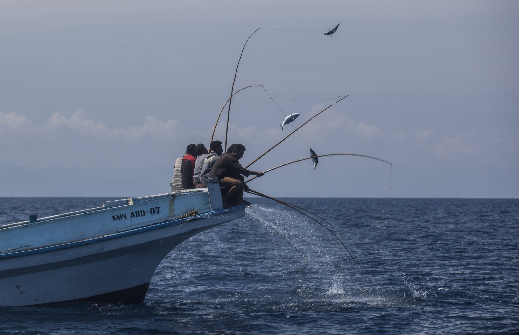 Tuna pole-and-line fishing, sitting on the end of a boat in Indonesia