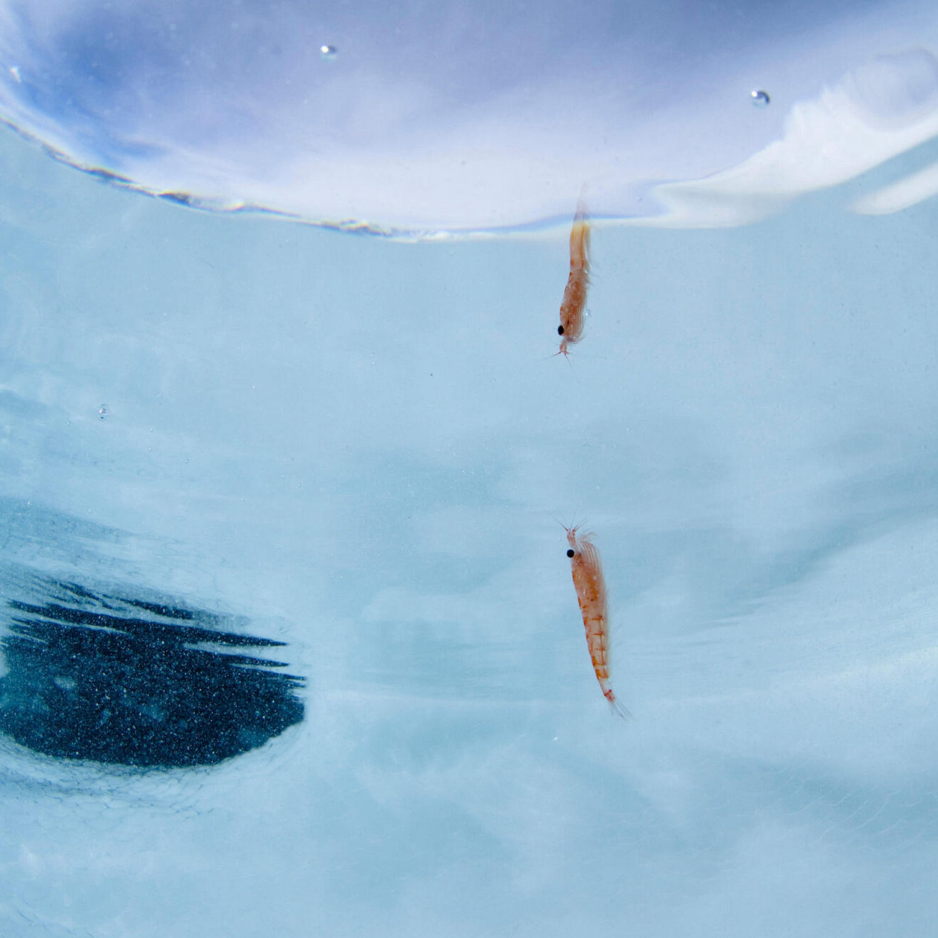 Underwater photograph of wild Antarctic krill Euphausia superba in Antarctica