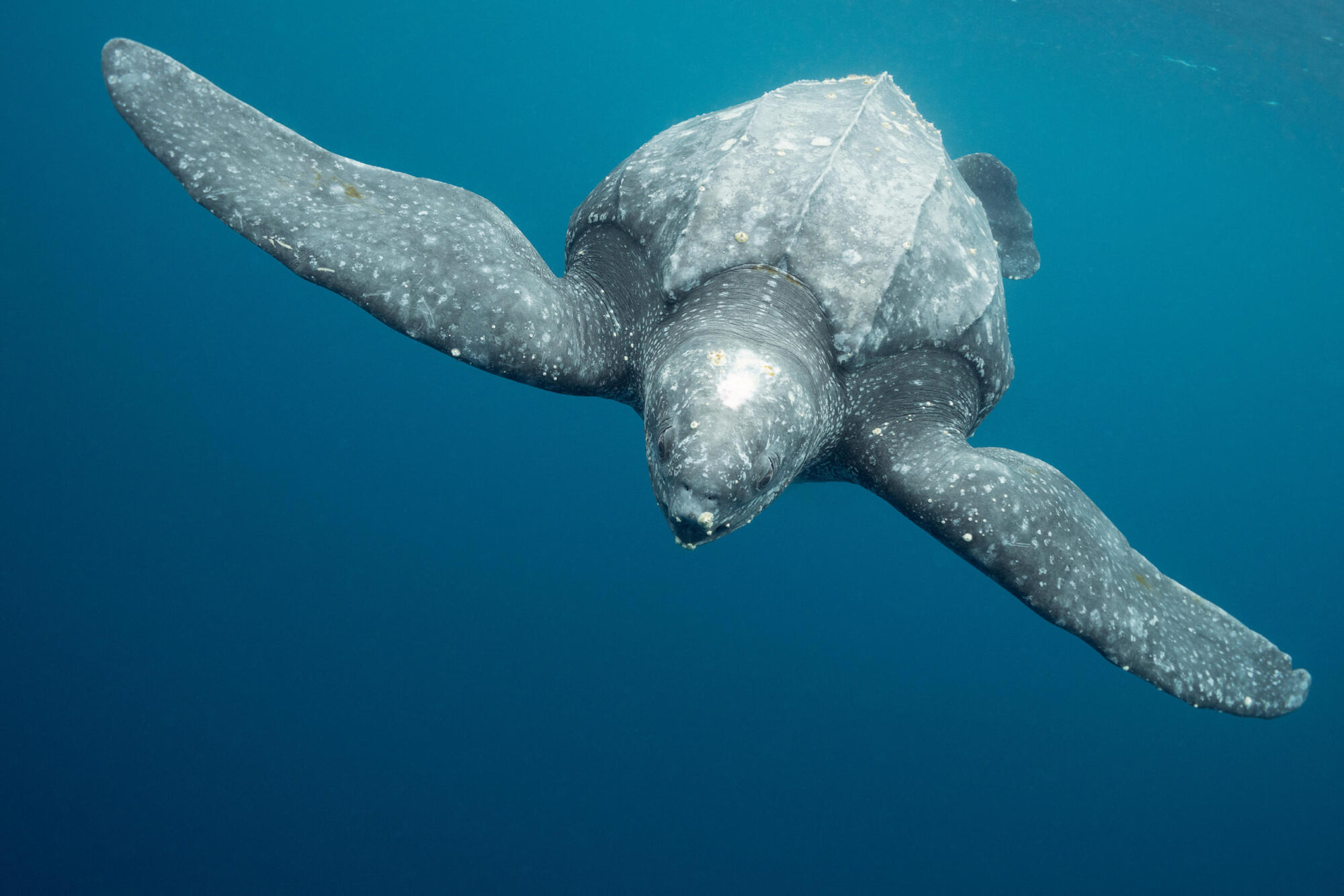 Pacific leatherback sea turtle is often spotted in the Nasca Ridge underwater mountain range