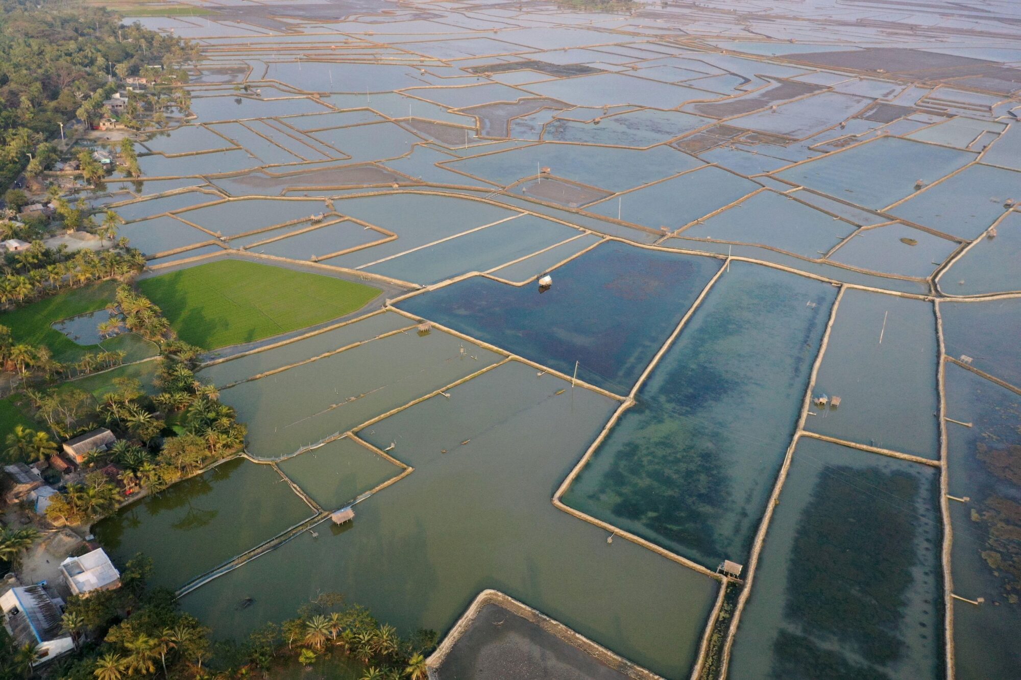 Enclosures for shrimp farms have been created across huge coastal areas of Khulna district, Bangladesh 