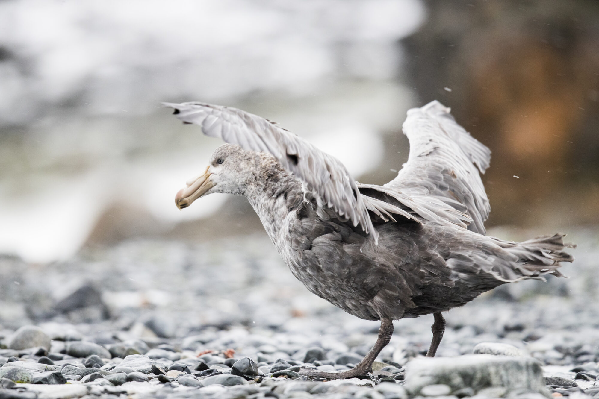 Southern Giant Petrel in the Antarctic