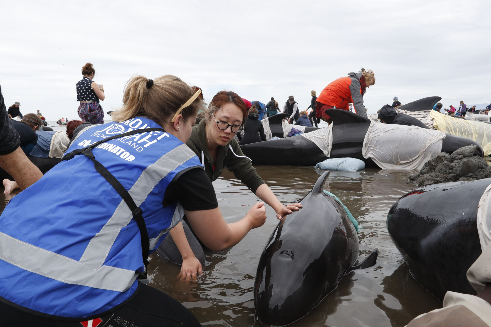 Volunteer rests hand on the back of a stranded pilot whale, Farewell Spit, New Zealand