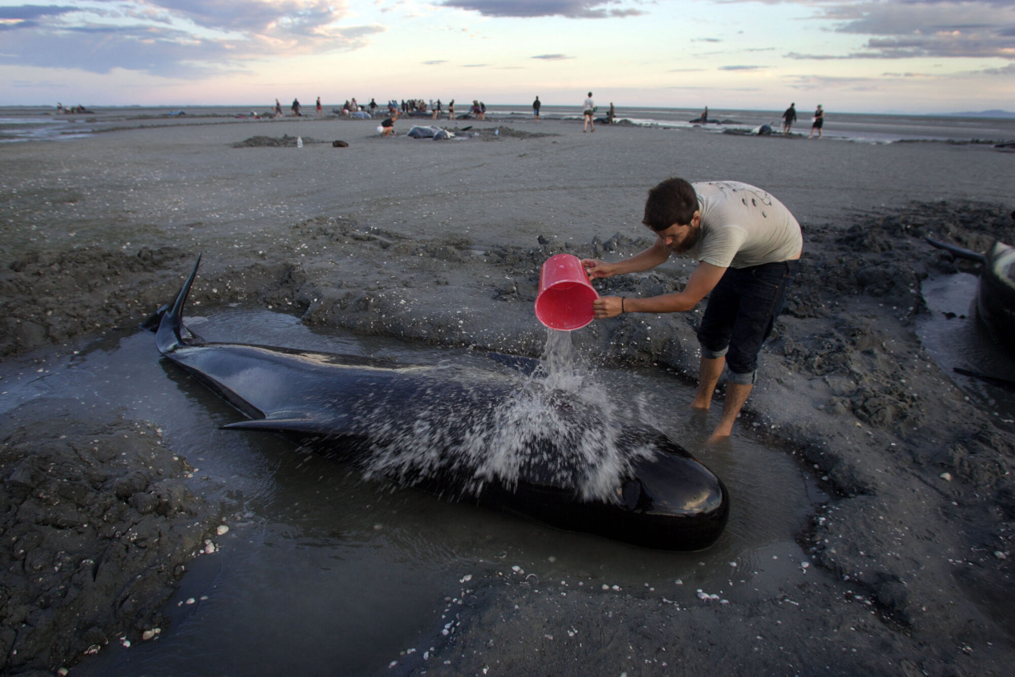 A volunteer keeps a pilot whale moist after a pod beached in Golden Bay, New Zealand