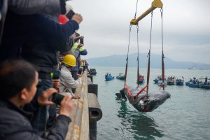 <p>A sperm whale is lifted out of Daya Bay, Shenzhen, in 2017. The 12-metre cetacean died after becoming entangled in fishing nets and stranded in shallow waters. (Image: Alamy)</p>