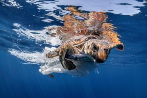 A sea turtle tries to get free from a plastic sack in Spain